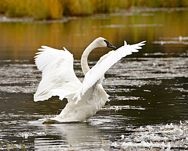 Trumpeter Swan (Cygnus buccinator) stretching its wings on a pond, Tok Cutoff, Alaska, United States of America, North America