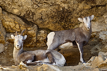 Stone Sheep (Ovis dalli stonei) ewe and lamb, Stone Mountain Provincial Park, British Columbia, Canada, North America