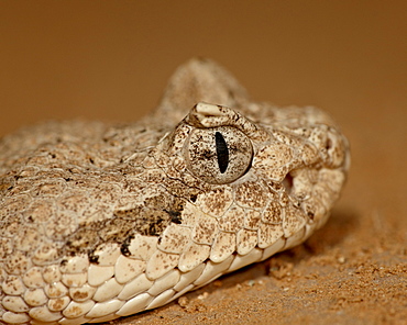 Sonoran Desert Sidewinder (Sonoran Sidewinder) (Crotalus cerastes cercobombus) in captivity, Arizona Sonora Desert Museum, Tucson, Arizona, United States of America, North America