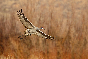 Sandhill Crane (Grus canadensis) just about to land, Bernardo Wildlife Area, Ladd S. Gordon Wildlife Complex, New Mexico, United States of America, North America