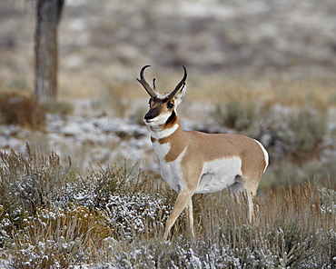 Pronghorn (Antilocapra americana) buck in the snow, Grand Teton National Park, Wyoming, United States of America, North America