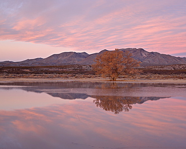 Pink clouds and pond at sunrise, Bosque Del Apache National Wildlife Refuge, New Mexico, United States of America, North America