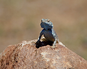 Male Southern Rock Agama (Agama atra atra), Mountain Zebra National Park, South Africa, Africa