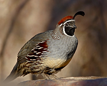 Male Gambel's Quail (Callipepla gambelii) in captivity, Arizona Sonora Desert Museum, Tucson, Arizona, United States of America, North America