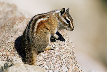 Colorado chipmunk (Eutamias quadrivittatus), Rocky Mountain National Park, Colorado, United States of America, North America