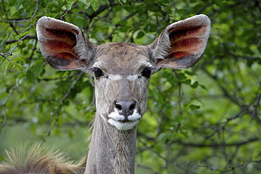 Female Greater Kudu (Tragelaphus strepsiceros), Imfolozi Game Reserve, South Africa, Africa