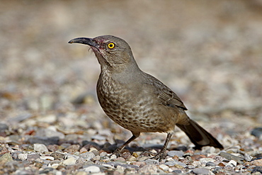 Curve-billed Thrasher (Toxostoma curvirostre), Caballo Lake State Park, New Mexico, United States of America, North America