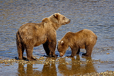 Brown Bear (Ursus arctos horribilis) sow and cub, Katmai National Park and Preserve, Alaska, United States of America, North America