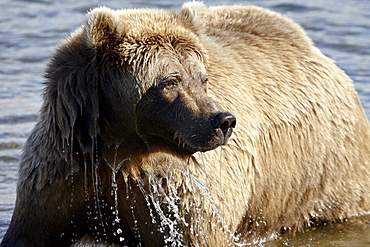 Brown Bear (Ursus arctos horribilis) in Moraine Creek, Katmai National Park and Preserve, Alaska, United States of America, North America