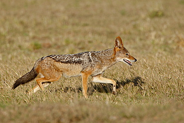 Black-backed Jackal (Silver-backed Jackal) (Canis mesomelas) running, Addo Elephant National Park, South Africa, Africa