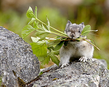 Collared Pika (Ochotona collaris) taking food to a cache, Hatcher Pass, Alaska, United States of America, North America