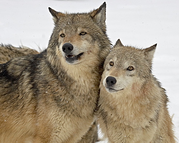 Two Gray Wolves (Canis lupus) in the snow in captivity, near Bozeman, Montana, United States of America, North America