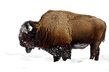 Bison (Bison bison) in snow, Yellowstone National Park, Wyoming, United States of America, North America