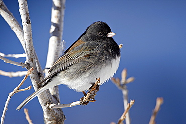 Oregon Junco (Junco hyemalis oreganus), a Dark-Eyed Junco (Junco hyemalis), Roxborough State Park, Colorado, United States of America, North America