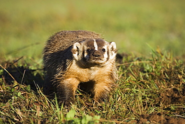 Badger (Taxidea taxus), in captivity, Minnesota Wildlife Connection, Sandstone, Minnesota, United States of America, North America