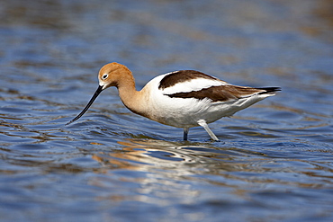 American Avocet (Recurvirostra americana), Belmar Historic Park, Lakewood, Colorado, United States of America, North America