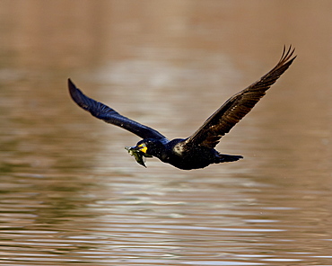 Double-Crested Cormorant (Phalacrocorax auritus) in flight with nesting material, Denver City Park, Denver, Colorado, United States of America, North America