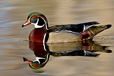 Wood Duck (Aix sponsa) drake swimming, Sterne Park, Littleton, Colorado, United States of America, North America