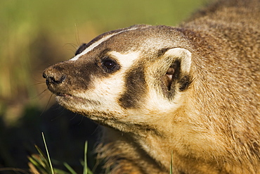 Badger (Taxidea taxus), in captivity, Minnesota Wildlife Connection, Sandstone, Minnesota, United States of America, North America