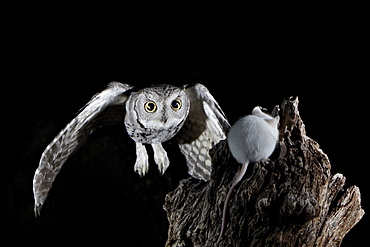 Western screech-owl (Megascops kennicottii) in flight, The Pond, Amado, Arizona, United States of America, North America