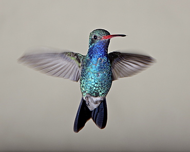 Male broad-billed hummingbird (Cynanthus latirostris) in flight, Madera Canyon, Coronado National Forest, Arizona, United States of America, North America