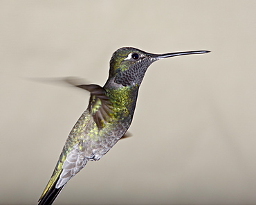 Male magnificent hummingbird (Eugenes fulgens) in flight, Madera Canyon, Coronado National Forest, Arizona, United States of America, North America