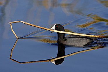 American coot (Fulica americana) with nesting material, Sweetwater Wetlands, Tucson, Arizona, United States of America, North America