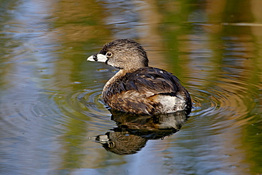 Pied-billed grebe (Podilymbus podiceps), Sweetwater Wetlands, Tucson, Arizona, United States of America, North America