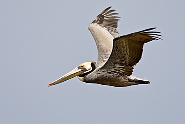 Brown pelican (Pelecanus occidentalis) in flight in partial breeding plumage, Salton Sea, California, United States of America, North America