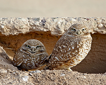 Burrowing owl (Athene cunicularia) pair, Salton Sea, California, United States of America, North America