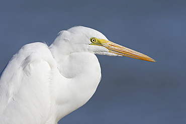 Great egret (Ardea alba), Salton Sea, California, United States of America, North America