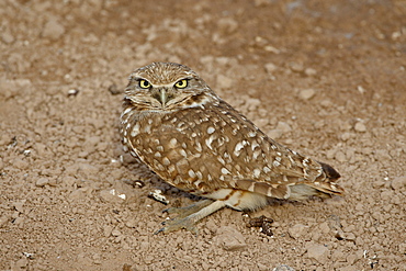 Burrowing owl (Athene cunicularia), Salton Sea, California, United States of America, North America