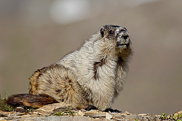 Hoary marmot (Marmota caligata), Glacier National Park, Montana, United States of America, North America