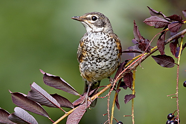 Immature American robin (Turdus migratorius), Columbus, Montana, United States of America, North America