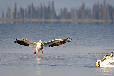 American white pelican (Pelecanus erythrorhynchos) landing, Yellowstone National Park, UNESCO World Heritage Site, Wyoming, United States of America, North America