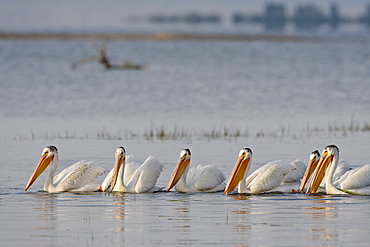 American white pelican (Pelecanus erythrorhynchos) fishing, Yellowstone National Park, UNESCO World Heritage Site, Wyoming, United States of America, North America