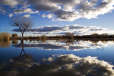 Bare tree reflected in the water of a floodplain, Bosque del Apache National Wildlife Refuge, New Mexico, United States of America, North America