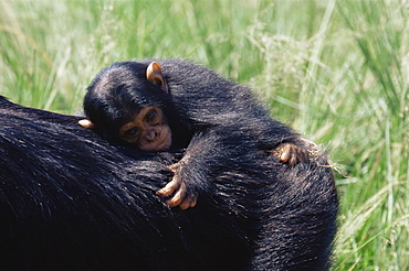 Chimpanzee (Pan troglodytes) infant in captivity, Uganda Wildlife Education Centre, Ngamba Island, Uganda, East Africa, Africa