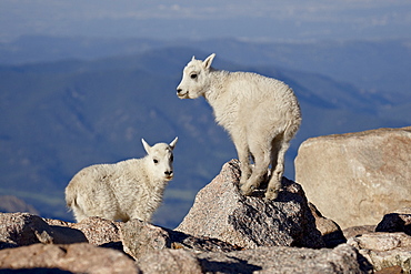 Two mountain goat (Oreamnos americanus) kids, Mount Evans, Colorado, United States of America, North America