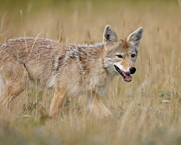 Coyote (Canis latrans), Waterton Lakes National Park, Alberta, Canada, North America