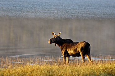 Moose (Alces alces) cow, Glacier National Park, Montana, United States of America, North America