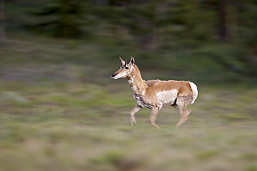 Female Pronghorn (Antilocapra americana) running, Park County, Colorado, United States of America, North America