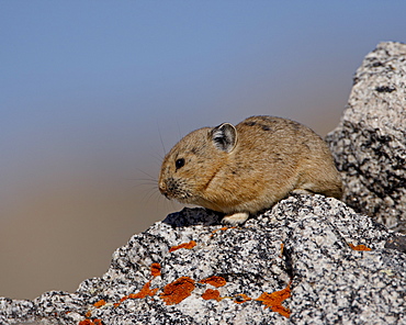 American pika (Ochotona princeps), Mount Evans, Colorado, United States of America, North America