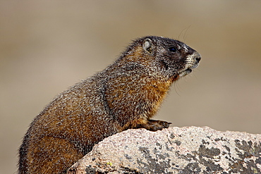 Yellowbelly marmot (yellow-bellied marmot) (Marmota flaviventris), Mount Evans, Colorado, United States of America, North America