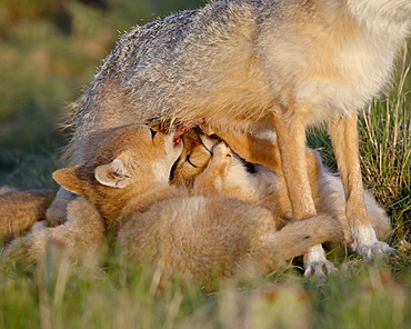 Swift fox (Vulpes velox) kits nursing, Pawnee National Grassland, Colorado, United States of America, North America