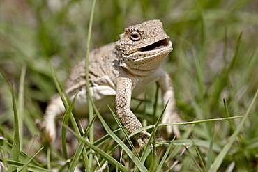 Pygmy short-horned lizard (Phrynosoma douglasi douglasi), Pawnee National Grassland, Colorado, United States of America, North America