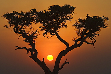 Sunset with an acacia, Masai Mara National Reserve, Kenya, East Africa, Africa