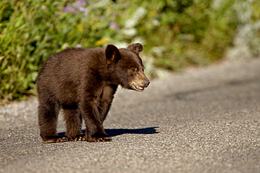 Black bear (Ursus americanus) cub crossing the road, Waterton Lakes National Park, Alberta, Canada, North America