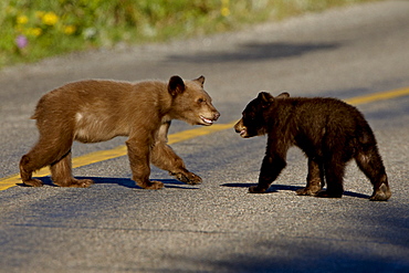 Black bear (Ursus americanus) cubs crossing the road, Waterton Lakes National Park, Alberta, Canada, North America