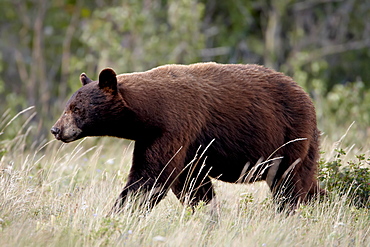 Black bear (Ursus americanus), Waterton Lakes National Park, Alberta, Canada, North America